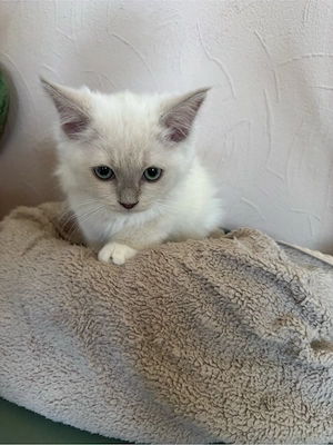 Ragdoll Cherubim Kitten mit Stammbaum 