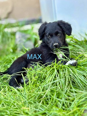 Max Welpe - sucht seine Familie
