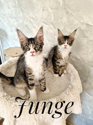 Maine coon kitten 