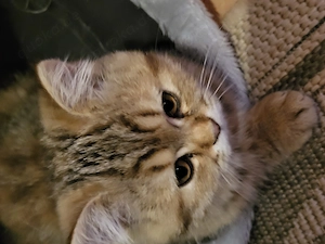BKH und BLH Kitten 