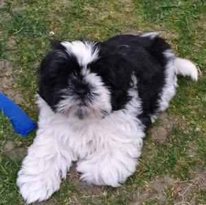 Welpen Reinrassige shih tzu 