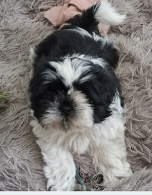 Welpen Reinrassige shih tzu 