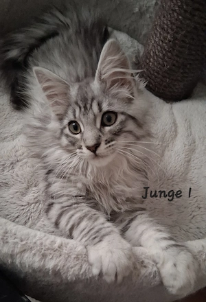 Meine coon kitten 