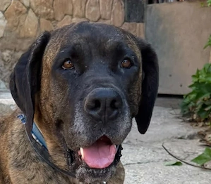 Ares,DoggenMix - verlor ihr Heim wegen einer Jüngeren.Sie ist sehr menschenbezogen,kein Anfängerhund