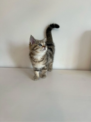 Britisch Kurzhaar Kitten