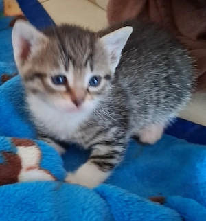 Babykatzen 