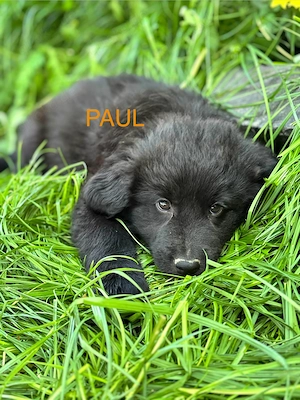 Paul - Welpe sucht seine Famlie