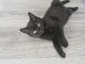 BKH-Kitten