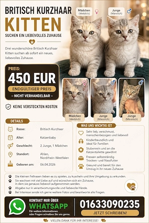 Britisch Kurzhaar Kitten suchen ein liebevolles Zuhause 