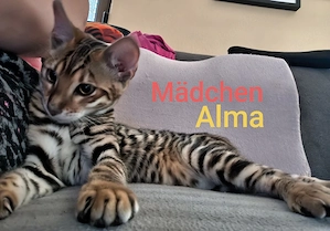 Reinrassige Toyger Kitten mit Stammbaum Abgabebereit 