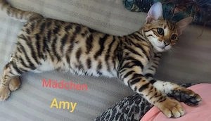 Reinrassige Toyger Kitten (mit Stammbaum) Bild 3