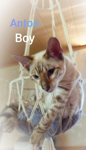 Reinrassige Toyger Kitten (mit Stammbaum)