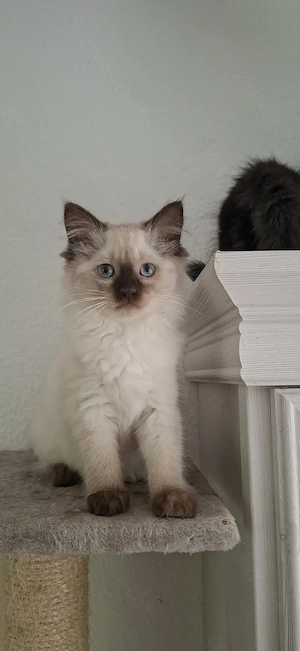 1 Ragdoll Maine Coon Kitten (Mädchen) noch zu haben! cats, Katzen, Kätzchen