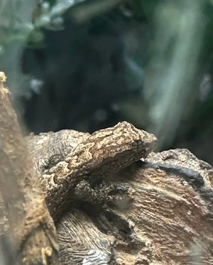 Jungferngecko Komplettabgabe
