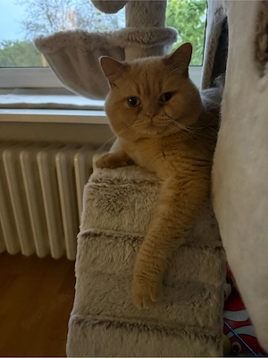 deckkater  Bild 2
