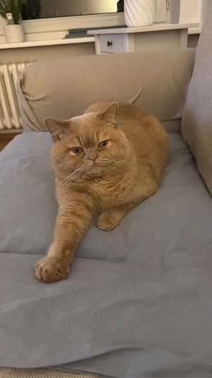 deckkater  Bild 4