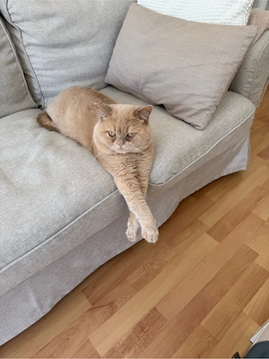 deckkater  Bild 5