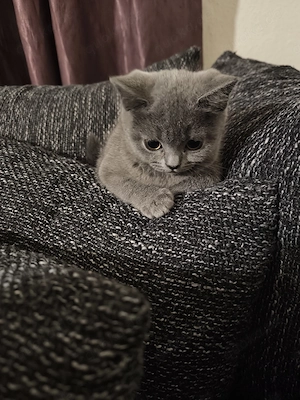 Süße Britisch Kurzhaar Katzen 
