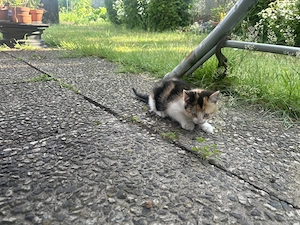 " Süße Hauskätzchen "