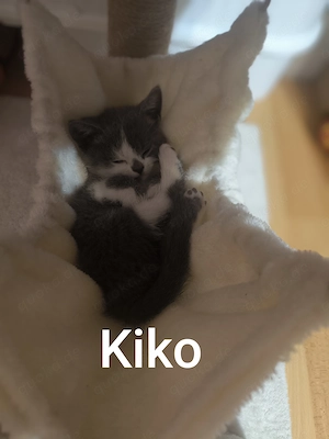 BKH Katzen 11 Wochen alt 