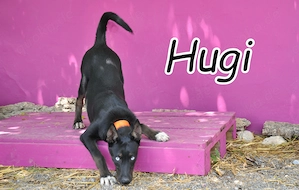 Wer schenkt. Hugi, diesem fröhlichen Herzenshund die Chance auf ein neues Leben?