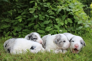 Border Collie Welpen zu verkaufen 