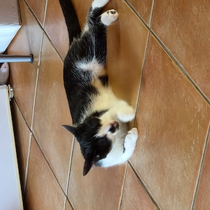 Süsse Maus suchen neues Zuhause 