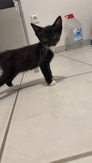 junge baby katze 