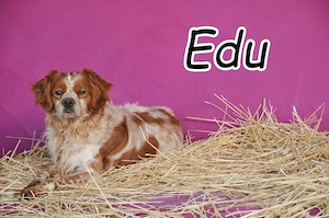 Wer möchte Edu zeigen, dass vor den Tierheimmauern ein neues Leben auf ihn wartet?