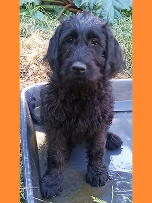 Labradoodle Welpen F1 schwarz weiblich mit Ahnentafel bereit für ihr neues Zuhause