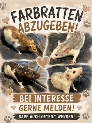 Farbratten zu verschenken 