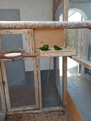 Schöne Springsittiche 