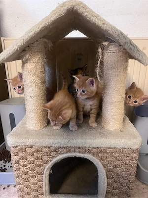 Maine Coon Mix Kitten 