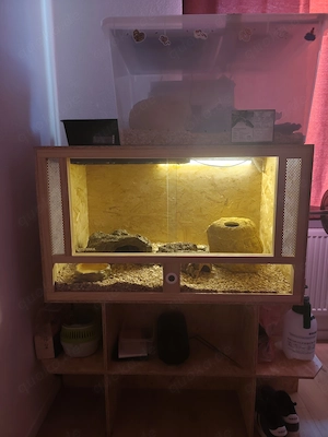 Terrarium 100x60x60 mit Inhalt und königsphyton