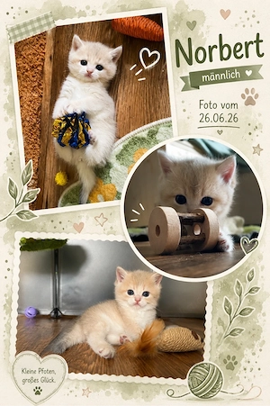 4 süße BKH- Löwenbabys 