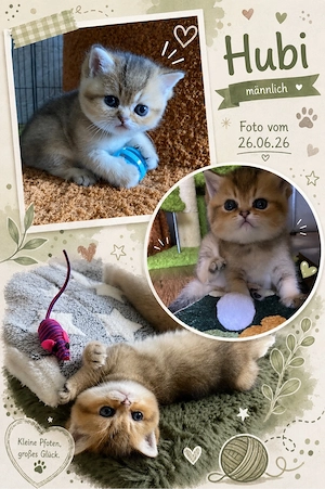 4 süße BKH- Löwenbabys 