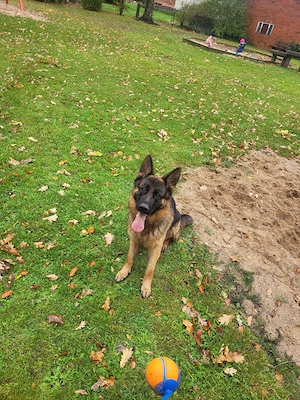 Reinrassige Schäferhund welpen  zu verkaufen 