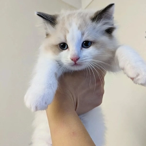 verspielte Ragdoll-Kätzchen (männlich und weiblich)