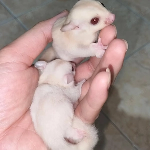 Carabino x Carabino Platmoz Kurzkopfgleiter, 2 Babys abzugeben 
