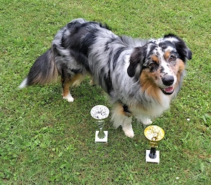 Australian Shepherd Deckrüde ASCA Papiere DNA CP
