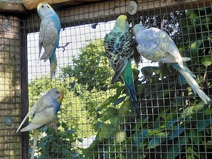Wellensittiche, verschiedene Farben