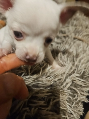 2 liebe Chihuahua Rüden