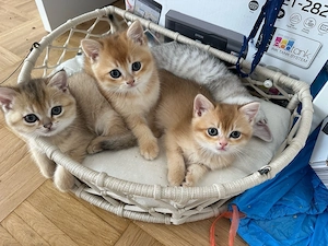 3 Britisch Kurzhaar Kitten suchen ein liebevolles Zuhause