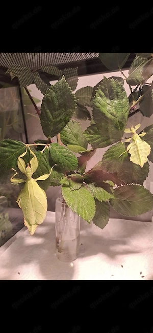 Phyllium philippinicum ( wandelndes Blatt)