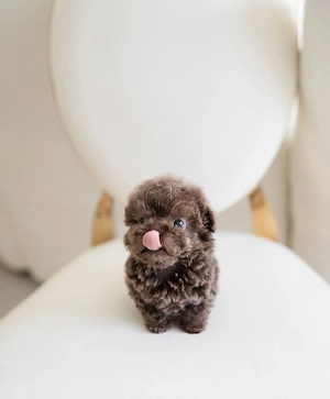 Maltipoo-Welpen mit Babygesicht zur Adoption 