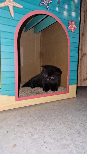 süßes bkh ragdoll mädchen sucht