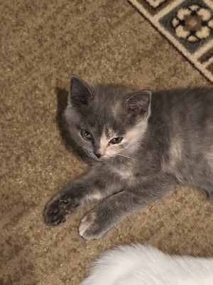 Bkh Kitten, Katzenbabys, Abgabe bereit 