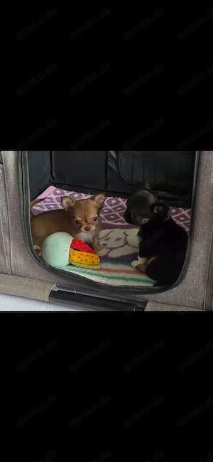 Chihuahua Welpen 