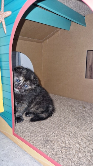 süßes bkh ragdoll mix mädchen sucht