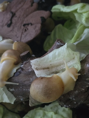 Achatschnecken. Lissachatina fulica 